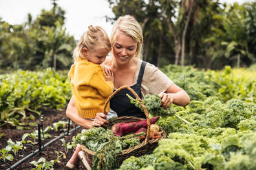 Happy young mother carrying her daughter while picking vegetables in an organic garden. Single mother gathering fresh kale into a basket. Self-sustainable family harvesting fresh produce on their farm. - JLPSF10043