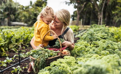 Glückliche junge Mutter, die ihre Tochter auf dem Arm trägt und frischen Grünkohl im Gemüsegarten pflückt. Selbstversorgerfamilie, die auf ihrem Hof frische Produkte erntet. - JLPSF10044