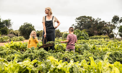 Junge Mutter, die mit ihren Kindern in einem Gemüsegarten steht. Glückliche junge Mutter, die fröhlich lächelt, während sie einen Korb mit frischem Obst und Gemüse in der Hand hält. Selbstversorger-Familie bei der Ernte auf einem Bio-Bauernhof. - JLPSF10046