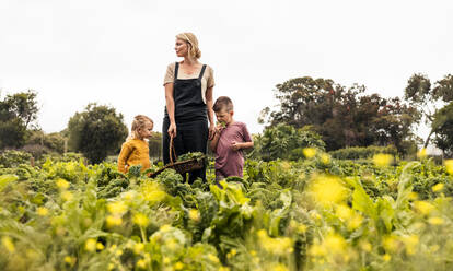 Eine Mutter steht mit ihren Kindern in einem Gemüsegarten. Eine junge Mutter von zwei Kindern hält einen Korb mit frischem Gemüse auf einem Bio-Bauernhof. Eine sich selbst versorgende Familie erntet frische Produkte. - JLPSF10047