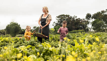 Eine sich selbst versorgende Familie erntet frisches Gemüse in einem Biogarten. Eine glückliche junge alleinstehende Mutter hält einen Korb mit frischem Obst und Gemüse, während sie mit ihren Kindern auf einem Bauernhof steht. - JLPSF10048