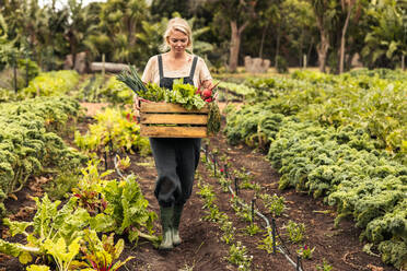 Biobäuerin, die auf ihrem Hof frisches Gemüse erntet. Junge Bäuerin, die eine Kiste mit frischem Gemüse in der Hand hält, während sie durch ihren Gemüsegarten geht. Junge Frau, die auf einem landwirtschaftlichen Feld erntet. - JLPSF10055
