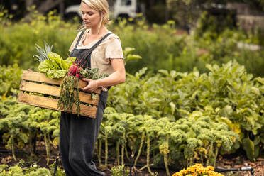 Selbstversorgende Biobäuerin, die auf ihrem Hof frisches Gemüse erntet. Junge Bäuerin mit einer Kiste voller frisch geernteter Produkte, während sie durch ihren Gemüsegarten geht. - JLPSF10060