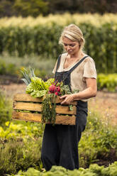 Woman harvesting on her organic vegetable farm. Young female farmer holding a box full of freshly picked produce in her garden. Self-sufficient female farmer gathering fresh vegetables. - JLPSF10064