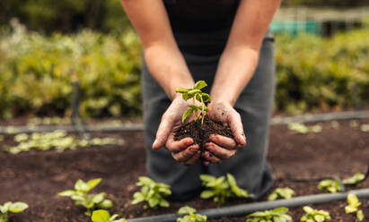 Woman's hands holding a young plant growing in soil. Anonymous female organic farmer protecting a green seedling in her garden. Sustainable female farmer planting a sapling on her farm. - JLPSF10071