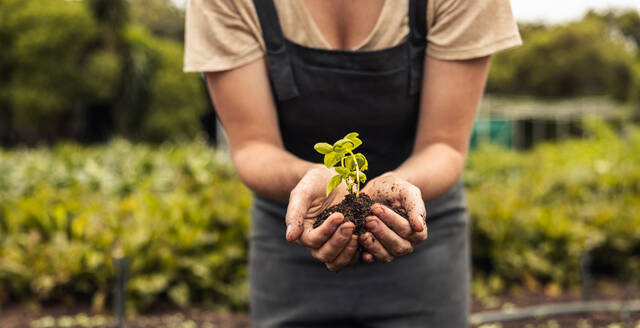 Unbekannte Frau hält einen grünen Setzling, der in der Erde wächst. Anonyme Biobäuerin, die eine junge Pflanze in ihrem Garten schützt. Nachhaltige Bäuerin, die einen Setzling auf ihrem Hof pflanzt. - JLPSF10074