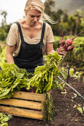 Organic farmer arranging fresh vegetables into a crate on her farm. Young female farmer gathering fresh radish in her vegetable garden. Self-sustainable young woman harvesting in an agricultural field. - JLPSF10075