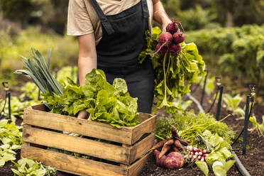 Bäuerin, die auf ihrem Hof frisches Gemüse in eine Kiste packt. Biobäuerin, die in ihrem Gemüsegarten frisches Obst und Gemüse erntet. Selbstständige junge Frau bei der Ernte auf einem landwirtschaftlichen Feld. - JLPSF10076