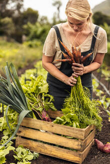 Frau, die auf ihrem Hof frisches Gemüse in eine Kiste packt. Biobäuerin, die in ihrem Gemüsegarten frisches Obst und Gemüse erntet. Selbstversorgende junge Frau, die auf einem landwirtschaftlichen Feld erntet. - JLPSF10077
