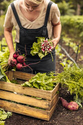 Ernte von frischem Bio-Gemüse. Junge Bäuerin, die in ihrem Gemüsegarten frisches Obst und Gemüse in eine Kiste packt. Selbstständige junge Frau, die auf ihrem Hof verschiedene Gemüsesorten erntet. - JLPSF10078