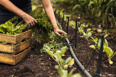 Anonyme Bäuerin bei der Ernte von frischem grünem Gemüse. Unbekannte Biobäuerin bei der Ernte von frischem Gemüse in ihrem Gemüsegarten. Selbstständige junge Frau bei der Ernte auf ihrem Hof. - JLPSF10080