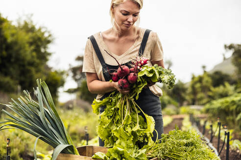 Selbstversorgende Bäuerin, die auf einem Biobauernhof eine Vielzahl frischer Produkte erntet. Junge Bäuerin, die in ihrem Garten frisches Gemüse erntet. Frau, die frisch geerntetes Gemüse in eine Kiste packt. - JLPSF10081