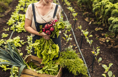 Gardener holding freshly picked vegetables in her organic garden. Self-sufficient female farmer arranging a variety of fresh produce into a crate. Unrecognizable young woman harvesting on her farm. - JLPSF10082