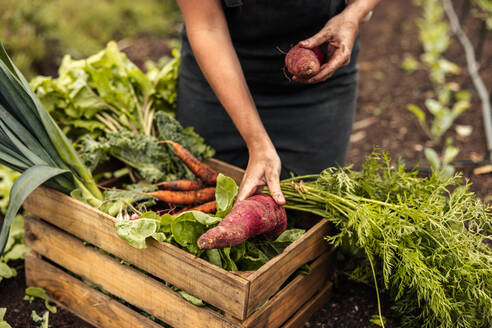 Anonyme Bäuerin, die auf einem Biobauernhof frisch geerntetes Gemüse in eine Kiste packt. Selbstversorgende Gemüsebäuerin, die während der Erntezeit in ihrem Garten frische Produkte erntet. - JLPSF10086