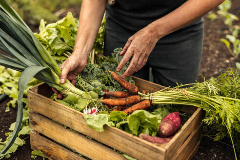 Gemüsebäuerin, die auf einem Biobauernhof frisch geerntete Produkte in eine Kiste packt. Selbstversorgende Bäuerin, die während der Erntezeit in ihrem Garten eine Vielzahl von frischem Gemüse erntet. - JLPSF10087