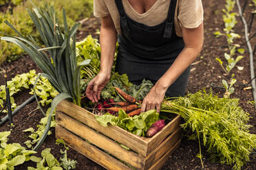 Arrangieren von frisch geerntetem Gemüse. Unbekannte Biobäuerin arrangiert eine Vielzahl von frischen Produkten in einer Kiste auf ihrem Hof. Selbstversorgende junge Frau bei der Ernte in ihrem Garten. - JLPSF10089