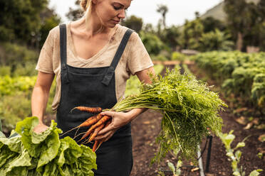 Junge Biobäuerin mit frisch geerntetem Gemüse in der Hand auf einem landwirtschaftlichen Feld. Selbstständige junge Frau, die während der Erntezeit in ihrem Garten frisches Grün erntet. - JLPSF10090