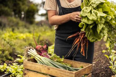 Bäuerin, die auf einem Bio-Bauernhof frisch geerntetes Gemüse in eine Kiste packt. Selbstversorgerin, die während der Erntezeit in ihrem Garten frisches Grün erntet. - JLPSF10094