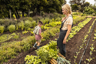 Glückliche alleinerziehende Mutter, die mit ihrem kleinen Sohn auf einem Biobauernhof Gemüse erntet. Junge Mutter, die fröhlich lächelnd neben einer Kiste voller frisch geernteter Produkte auf einem landwirtschaftlichen Feld steht. - JLPSF10095