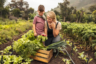 Single mother harvesting fresh vegetables with her young son on an organic farm. Young mother showing her son some fresh produce in a vegetable crate. Self-sustainable family gathering green veggies. - JLPSF10096