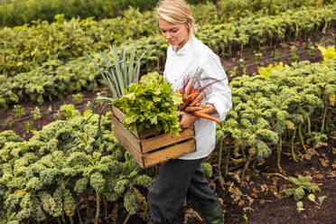 Köchin beim Verlassen eines landwirtschaftlichen Feldes mit einer Vielzahl von frisch geerntetem Gemüse. Selbstständige Köchin mit einer Kiste voller frischer Produkte auf einem Bio-Bauernhof. - JLPSF10098