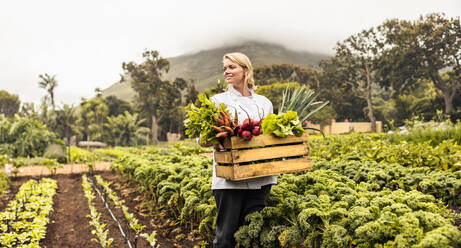 Fröhliche junge Köchin, die eine Kiste mit frisch geerntetem Gemüse auf einem Biobauernhof trägt. Selbstversorgerin, die auf einem landwirtschaftlichen Feld mit einer Vielzahl von frischen Produkten steht. - JLPSF10102