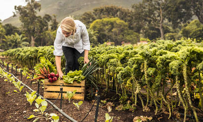 Young female chef harvesting fresh vegetables in an agricultural field. Self-sustainable female chef arranging a variety of freshly picked produce into a crate on an organic farm. - JLPSF10104