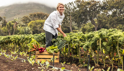Carefree female chef harvesting fresh vegetables in an agricultural field. Self-sustainable female chef gathering a variety of freshly picked produce into a crate on an organic farm. - JLPSF10105