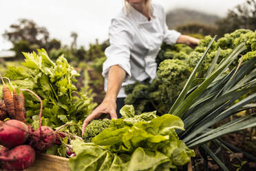 Unrecognizable chef harvesting fresh vegetables in an agricultural field. Self-sustainable female chef arranging a variety of freshly picked produce into a crate on an organic farm. - JLPSF10106