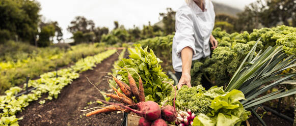 Anonymous chef harvesting fresh vegetables in an agricultural field. Self-sustainable female chef arranging a variety of freshly picked produce into a crate on an organic farm. - JLPSF10107