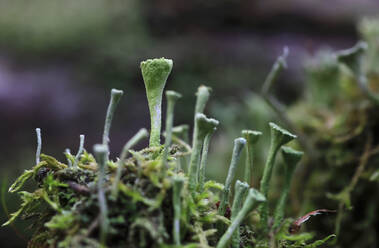 Trompetenbecherflechte (Cladonia fimbriata), die im Freien wächst - JTF02246