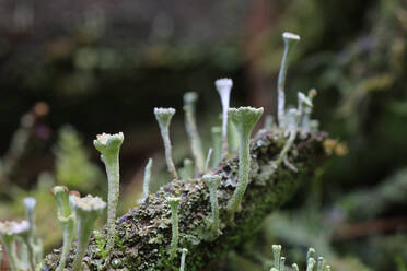 Mit der Trompetenbecherflechte (Cladonia fimbriata) bewachsene Wurzel - JTF02247