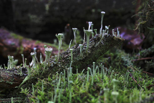 Mit der Trompetenbecherflechte (Cladonia fimbriata) bewachsene Wurzel - JTF02248