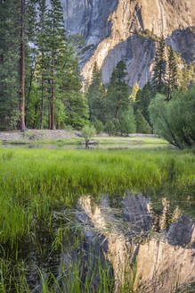 El Capitan spiegelt sich im Frühjahrshochwasser im Yosemite Valley, Yosemite National Park, UNESCO Weltkulturerbe, Kalifornien, Vereinigte Staaten von Amerika, Nordamerika - RHPLF23215