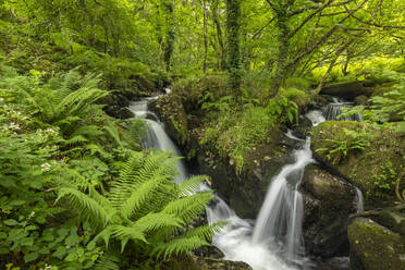 Tumbling waterfalls on a fast flowing stream through a verdant fern carpeted woodland, Dartmoor National Park, Devon, England, United Kingdom, Europe - RHPLF23223
