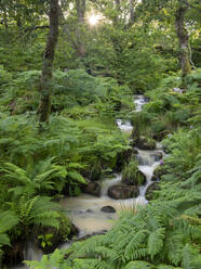 Tumbling stream through a verdant fern carpeted woodland, Dartmoor National Park, Devon, England, United Kingdom, Europe - RHPLF23224