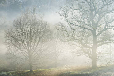 Winterbäume im Morgennebel, Stourhead, Wiltshire, England, Vereinigtes Königreich, Europa - RHPLF23226