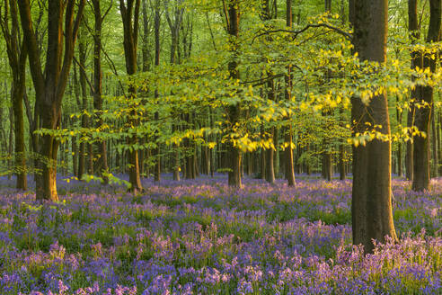 Späte Abendsonne in einem schönen Glockenblumenwald, West Woods, Wiltshire, England, Vereinigtes Königreich, Europa - RHPLF23229
