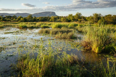 Landschaft in Marataba, Marakele National Park, Südafrika, Afrika - RHPLF23246