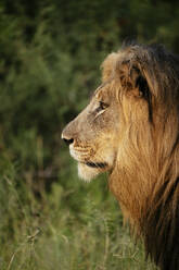 Männlicher Löwe, Marataba, Marakele National Park, Südafrika, Afrika - RHPLF23247