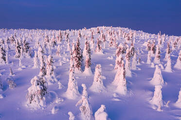 Eisskulpturen im schneebedeckten arktischen Wald in der Morgendämmerung, Riisitunturi-Nationalpark, Lappland, Finnland, Europa - RHPLF23262