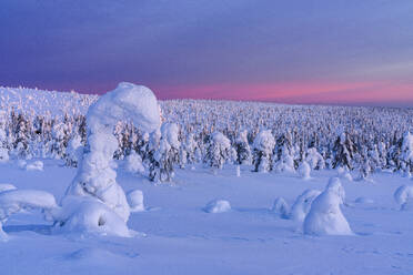 Winterlicher Sonnenaufgang über gefrorenem, schneebedecktem Fichtenwald, Riisitunturi-Nationalpark, Lappland, Finnland, Europa - RHPLF23263