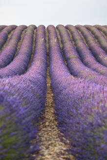 Lavendellinien, Lavendelfeld, Plateau de Valensole, Provence, Frankreich, Europa - RHPLF23289