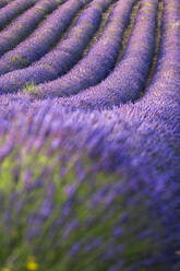 Lavender lines, lavender field, Plateau de Valensole, Provence, France, Europe - RHPLF23290