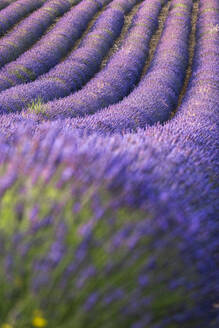 Lavendellinien, Lavendelfeld, Plateau de Valensole, Provence, Frankreich, Europa - RHPLF23290