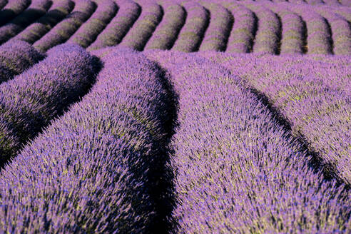 Linien eines Lavendelfeldes, Plateau de Valensole, Provence, Frankreich, Europa - RHPLF23291