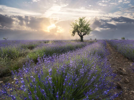 Ein kleiner Baum am Ende einer Lavendelreihe auf einem Feld bei Sonnenuntergang mit Wolken am Himmel, Plateau de Valensole, Provence, Frankreich, Europa - RHPLF23293