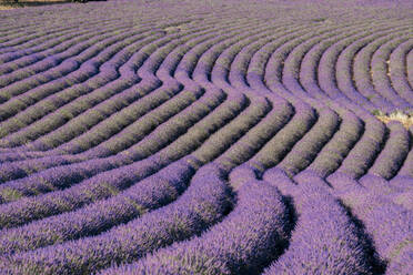 Gewundene Lavendellinien in einem Feld, Plateau de Valensole, Provence, Frankreich, Europa - RHPLF23294