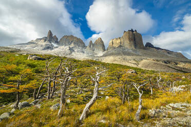 Karge Bäume und Berge um Valle Frances (Valle del Frances), Torres del Paine Nationalpark, Patagonien, Chile, Südamerika - RHPLF23298
