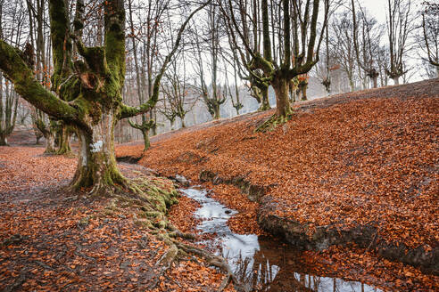 Landschaft einer Buche im Baskenland - ADSF39517